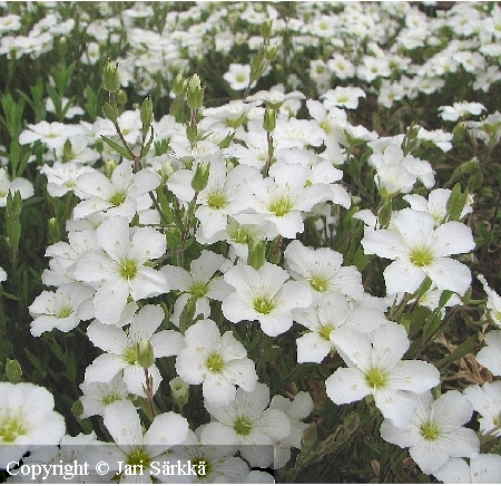 Arenaria montana